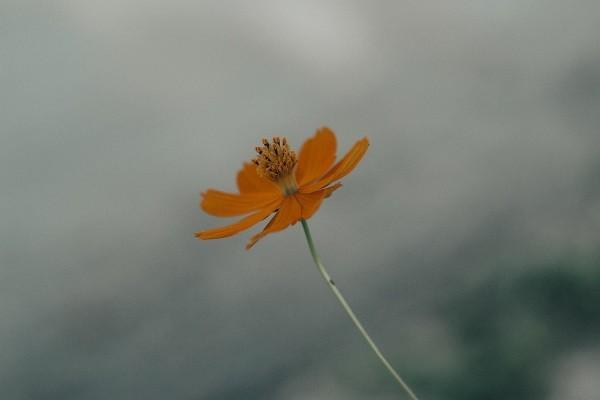 平安福上福20是不是坑？有什么優(yōu)點(diǎn)？