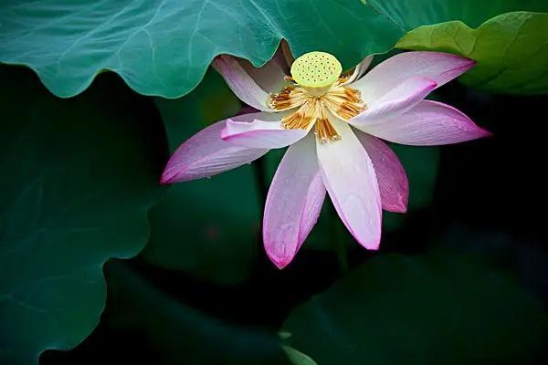 保險(xiǎn)交了一萬(wàn)能退多少？要不要退？