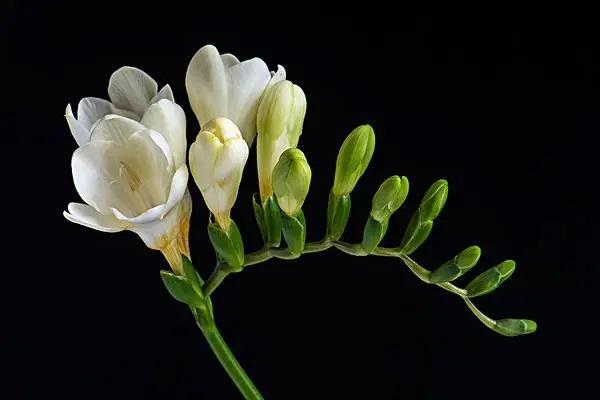 人壽保險(xiǎn)不想交了怎么退