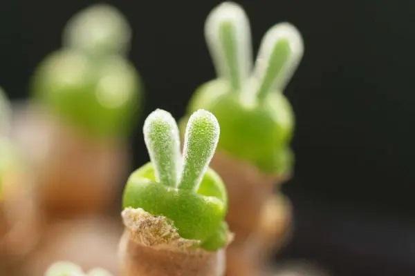平安保險(xiǎn)異地可以辦理退保嗎？異地退保怎么辦理？