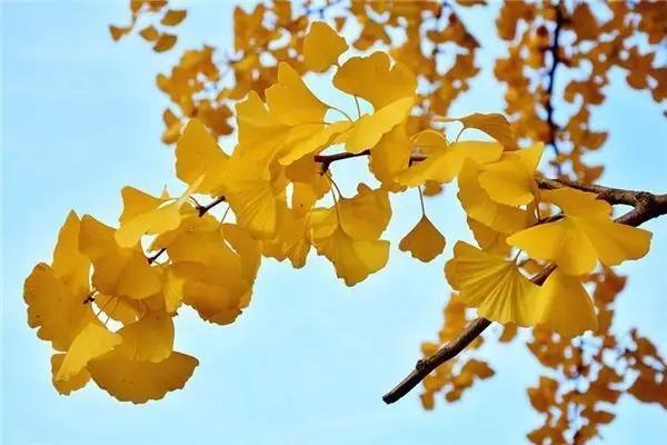 太平欣悅一世年金保險交10年退保能退多少？怎么退？