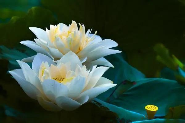 中國人壽保險可以異地退保嗎？異地退保怎么退？