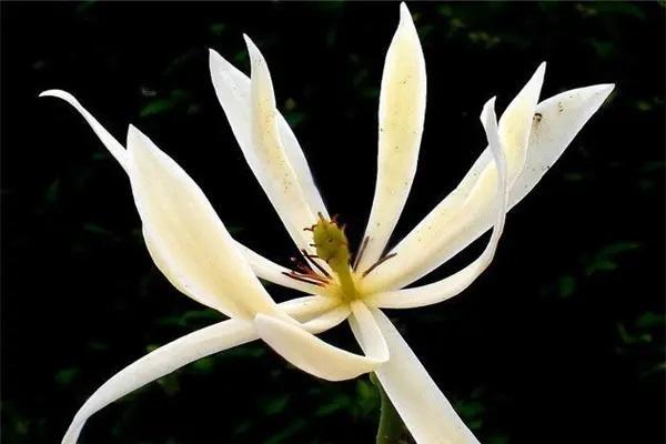 平安保險(xiǎn)退保在哪里辦理