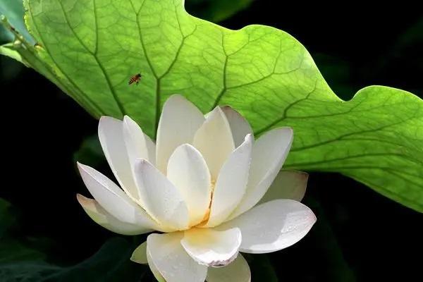 平安app商業(yè)險(xiǎn)退保的步驟是怎樣的？要注意什么？