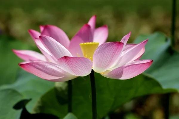 新華保險(xiǎn)交了6年可以退保嗎？退保手續(xù)怎么辦？