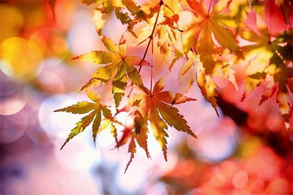 國壽盛世臻享年金保險(xiǎn)分紅型20年保障內(nèi)容？值得買嗎？