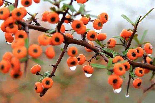 紅利保險(xiǎn)到期全額退款嗎？哪些情況能全額退款？