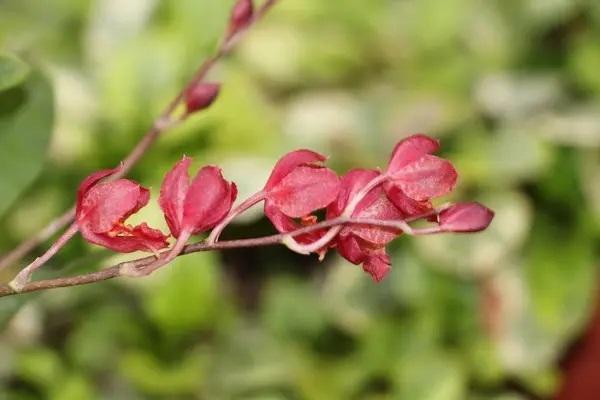 平安保險(xiǎn)線上退保怎么退？線上退保要注意什么？