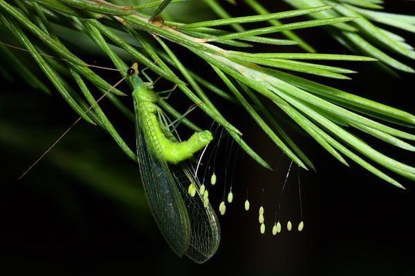 平安保險(xiǎn)交了3年退保能退多少錢？退保流程是怎樣的？