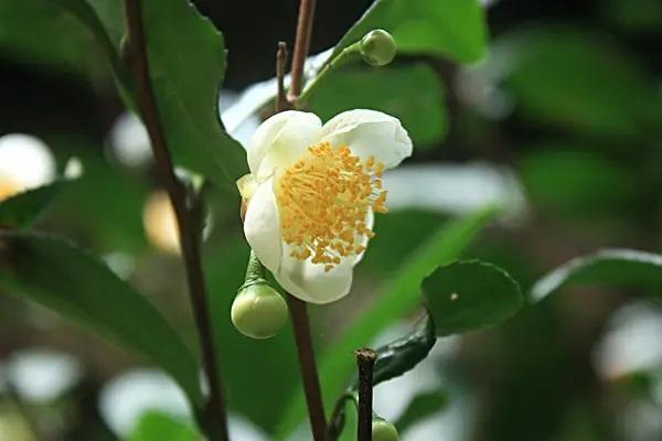太平洋保險想退保能退多少？退保手續(xù)怎么辦？