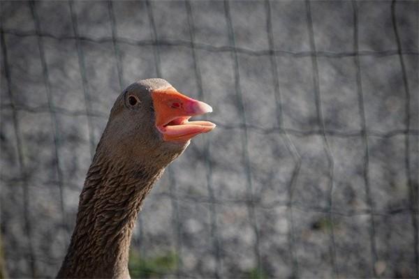 鑫享至尊年金保險產(chǎn)品介紹內(nèi)容是什么？適合什么人投保？