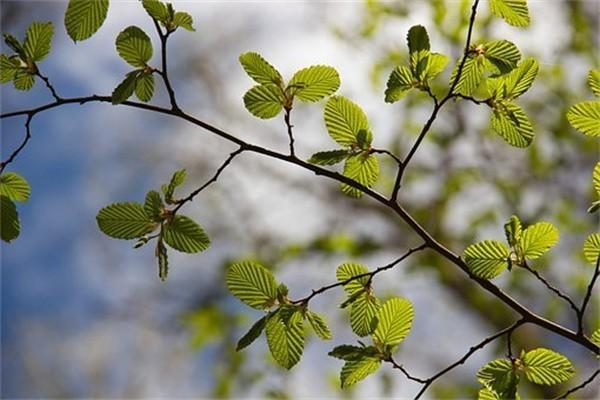 弘康人壽金玉滿堂2.0終身壽險(xiǎn)在哪里買？有什么缺點(diǎn)？