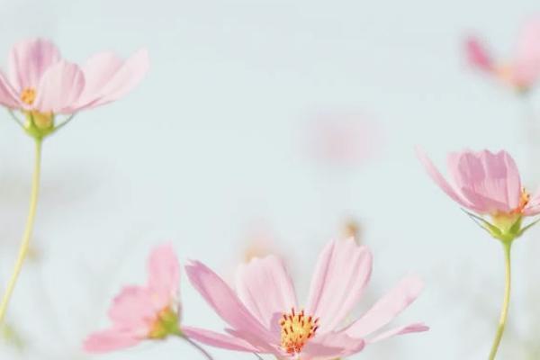 華夏保險福臨門交十年怎么樣？需要多少錢？