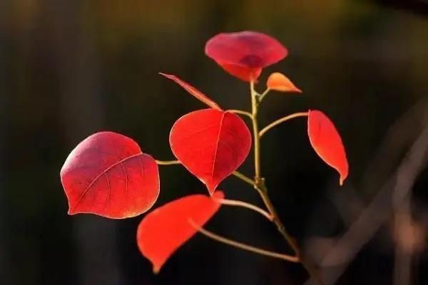 500萬人身意外險(xiǎn)怎么買？需要多少錢？
