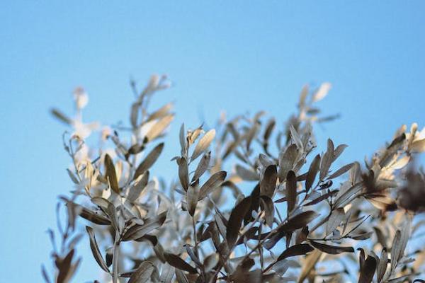 安行寶兩全保險怎么樣？怎么購買？