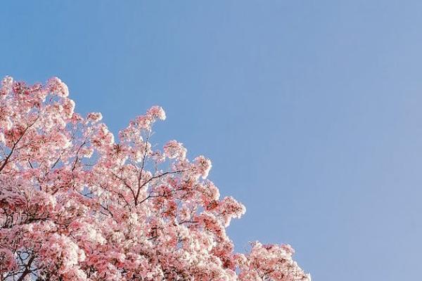 個(gè)人補(bǔ)充養(yǎng)老保險(xiǎn)怎么買？一年多少錢？