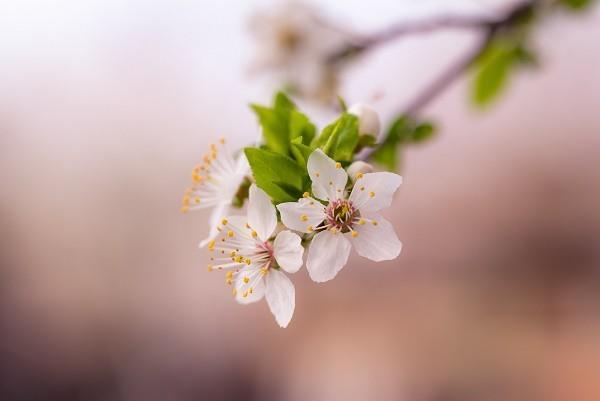 鑫安兩全保險(xiǎn)c三年分紅多少？?jī)?yōu)點(diǎn)有哪些？