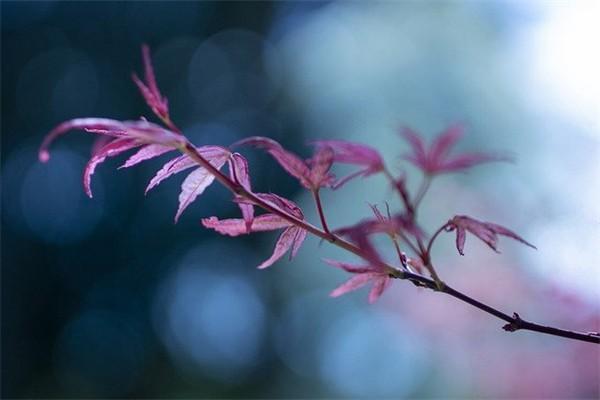 百年人壽鑫愛(ài)人生是什么保險(xiǎn)？有什么優(yōu)點(diǎn)？