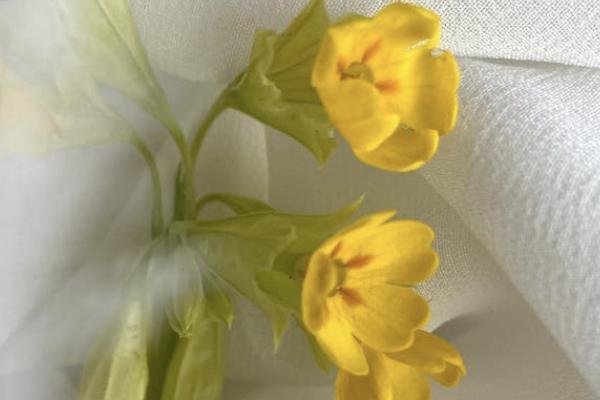平安保險富贏金生年金險值得買嗎？適合誰買？