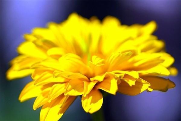 太平洋少兒金福終身壽險(xiǎn)返錢方式有哪些？什么時(shí)候到賬？
