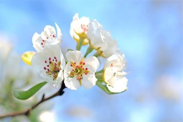 華夏南山松(鑫享版)終身壽險(xiǎn)條款保障條款是什么？值得購買嗎？
