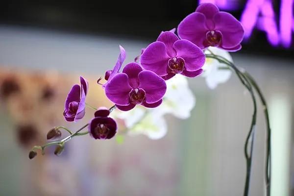 都會臻承終身壽險(xiǎn)條款是怎樣的？值得購買嗎？