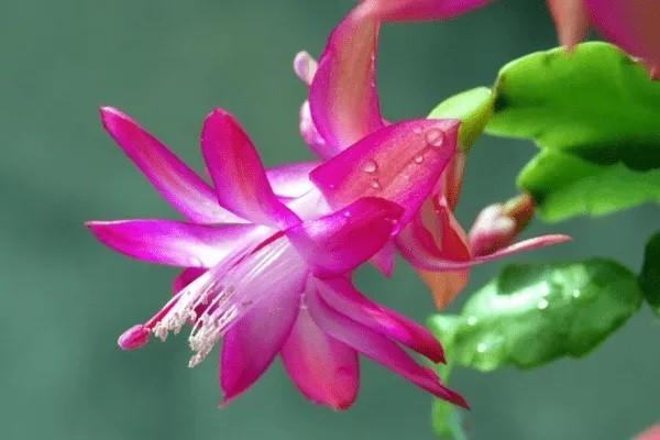 平安穩(wěn)增保到底怎么回事