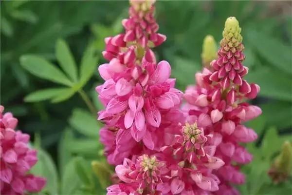 平安頤享延年養(yǎng)老保險(xiǎn)怎么樣？值得購買嗎？