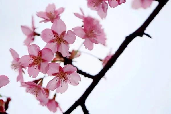 平安萬(wàn)能險(xiǎn)智勝人生怎么取錢(qián)？?jī)?yōu)缺點(diǎn)有哪些？