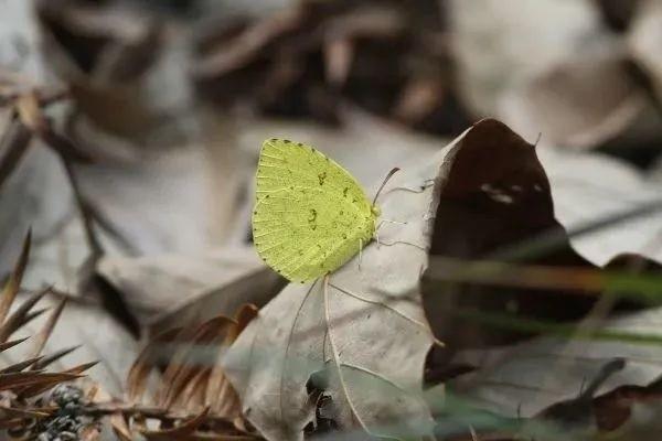 增額壽險的irr怎么計算？哪款增額壽險的irr更高？