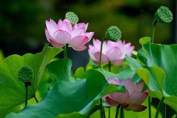 保險(xiǎn)退保能退多少錢？怎么降低退保損失？