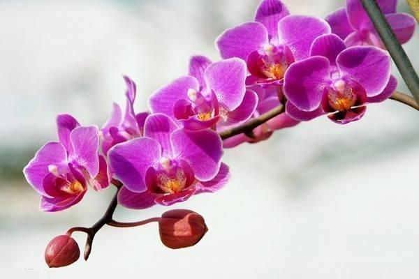 招商信諾傳家享悅年金保險(xiǎn)是什么產(chǎn)品？?jī)?yōu)缺點(diǎn)有哪些？