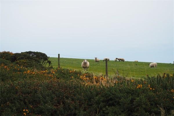 住院花了4600學平險報銷多少？學平險報銷需要通過學校嗎？