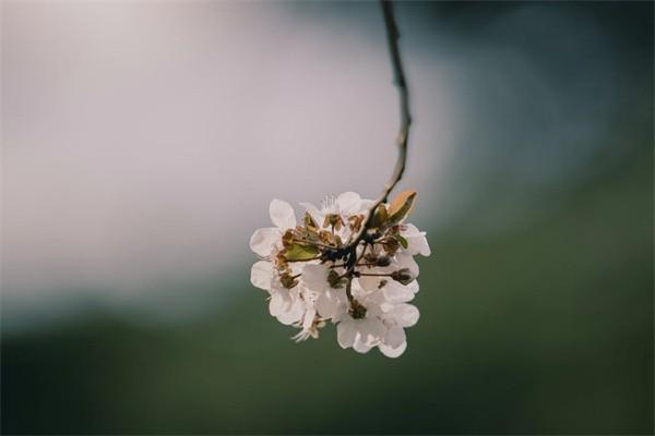 太平康頤金生終身壽險(分紅型)退保能退多少？怎么算？