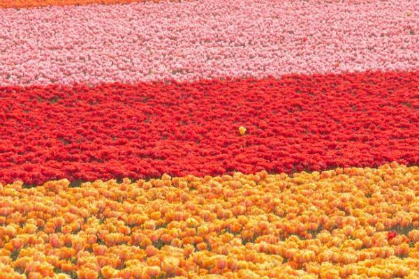 福如東海a款終身壽險(xiǎn)分紅型是什么？怎么樣？