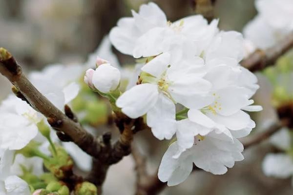 眾安保險(xiǎn)600萬醫(yī)療保險(xiǎn)是真的嗎怎么退保