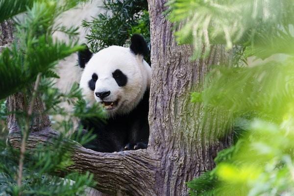 泰康尊享世家增額版怎么樣？有風(fēng)險(xiǎn)嗎？