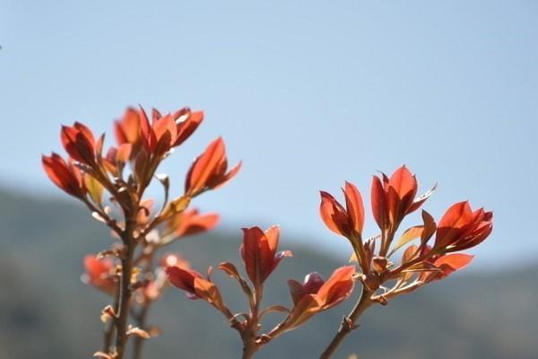 百萬醫(yī)療險有免賠額嗎？值不值得購買？