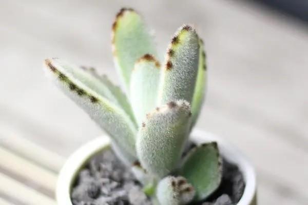 眾安保險報銷比例多少？能報多少錢？