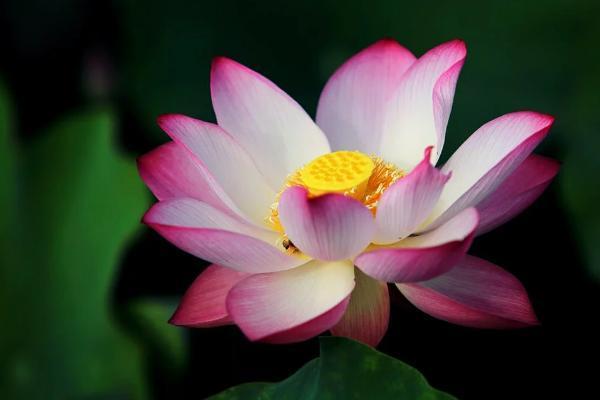 新華保險(xiǎn)萬(wàn)能賬戶是什么？有什么作用？