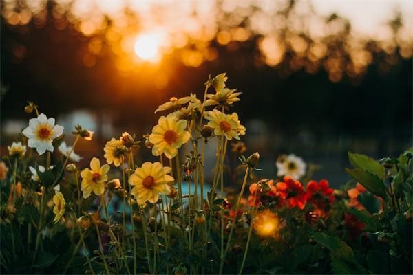 合眾安盈一生年金保險(分紅型)保險介紹？有必要買嗎？