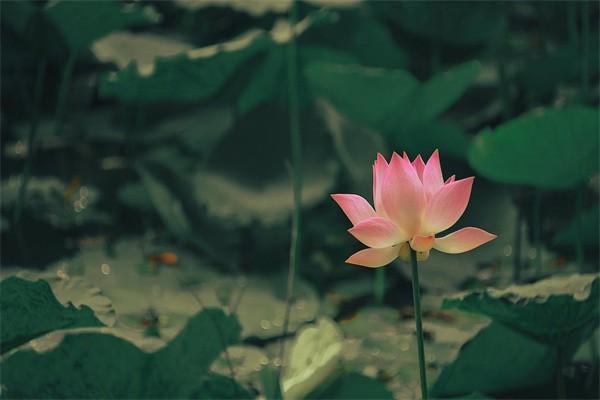 600萬(wàn)眾安保險(xiǎn)是真的嗎？一年要多少錢？