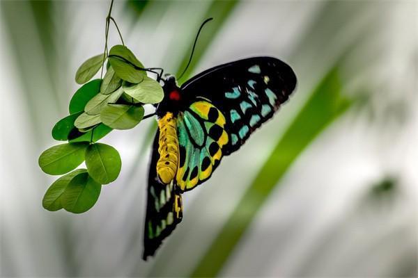 平安鴻盛04是什么險(xiǎn)種？保險(xiǎn)責(zé)任是什么？