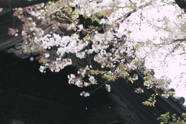 花唄逾期影響辦信用卡和貸款么