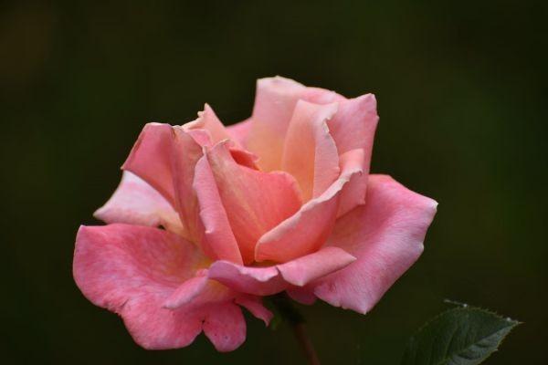 華夏鑫享版終身壽險(xiǎn)保什么？收益怎么樣？