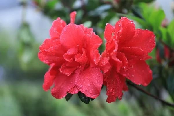 分紅險(xiǎn)退保時(shí)分紅可以退回嗎？能退回多少錢？