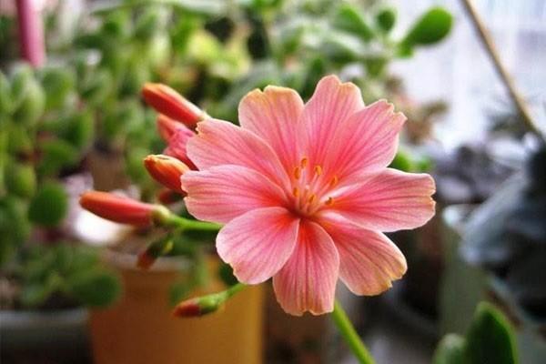 職工補充醫(yī)療保險報銷范圍是怎樣的？怎么報銷？