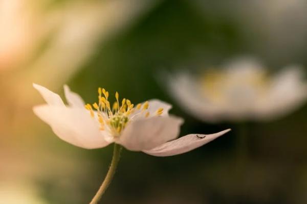 失業(yè)兩年后還能領取失業(yè)保險金嗎？怎么領取？