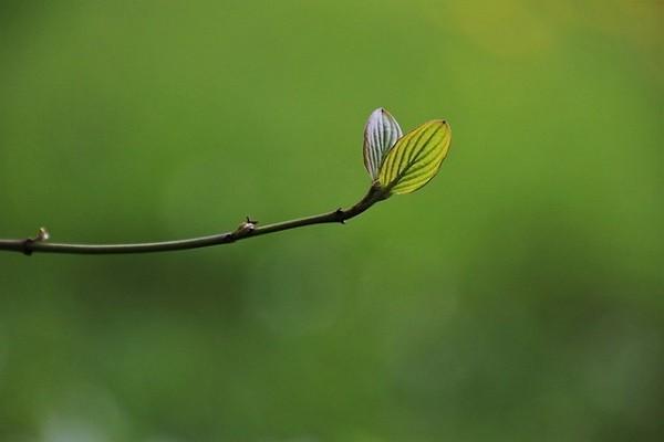 華海財(cái)險(xiǎn)的車險(xiǎn)口碑怎么樣？購買時(shí)應(yīng)該注意什么？