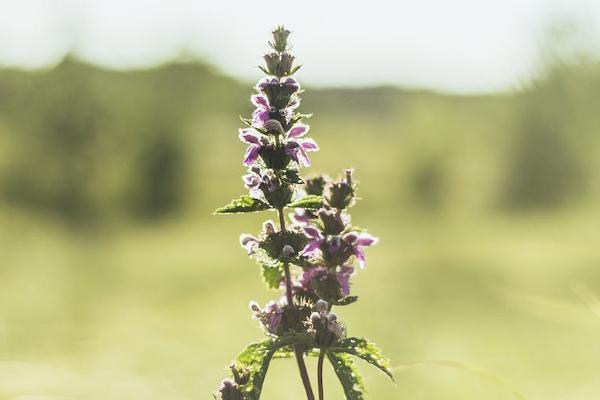 陽光保險咋樣？有風險嗎？
